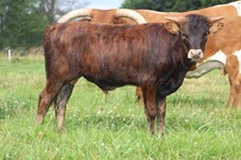 ANNA EOT X CHROMED STEER 