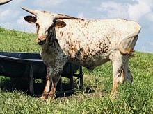 RKJ BOURBON COWGIRL 