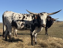 RKJ TWISTED SWEET TEA 